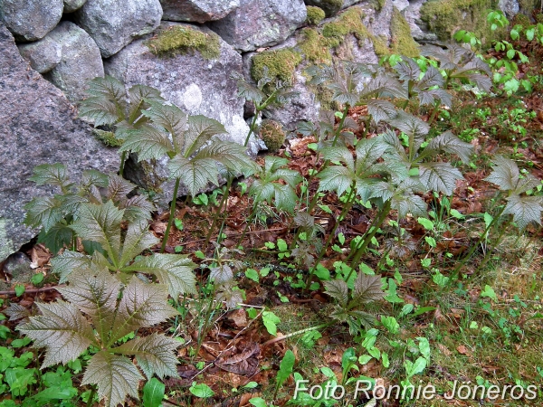 rodgersia podophylla